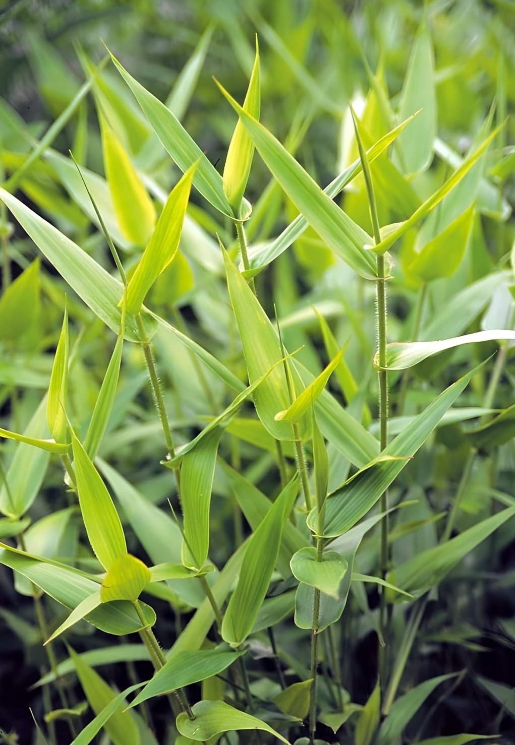Panicum clandestium / Bambushirse