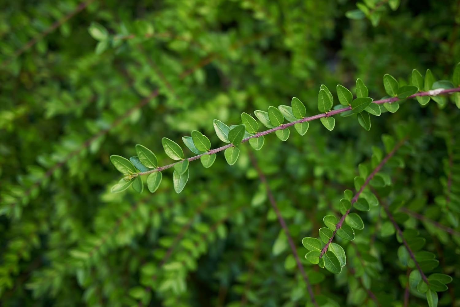 Lonicera nitida 'Elegant‘ / Heckenmyrthe