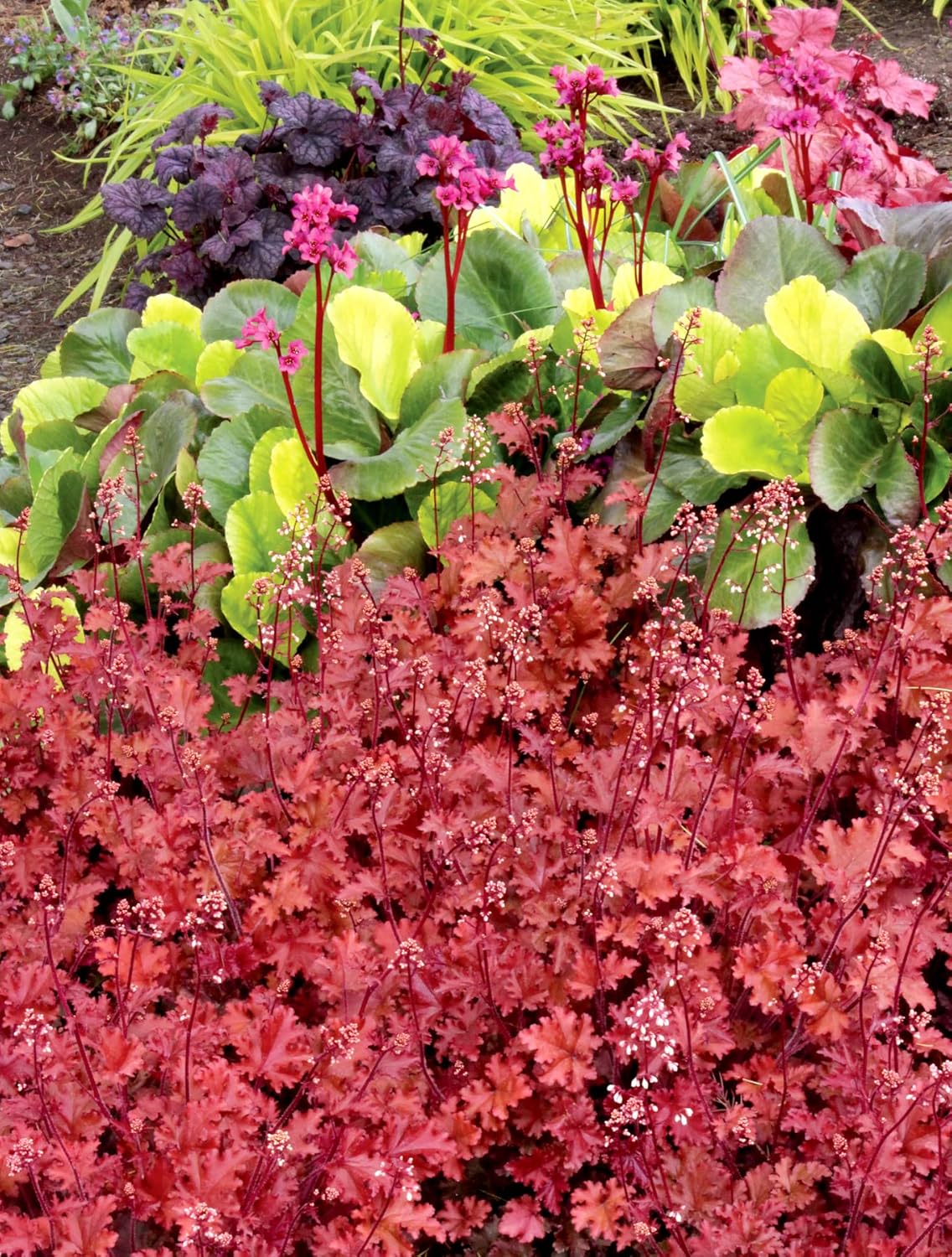 Heuchera Hybride 'Peach Crisp' / Purpurglöckchen