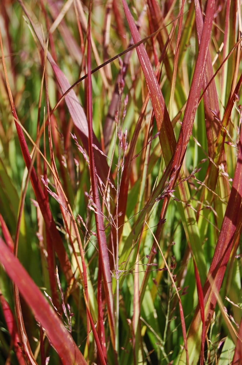 Panicum virgatum 'Rehbraun' / Rote Rutenhirse