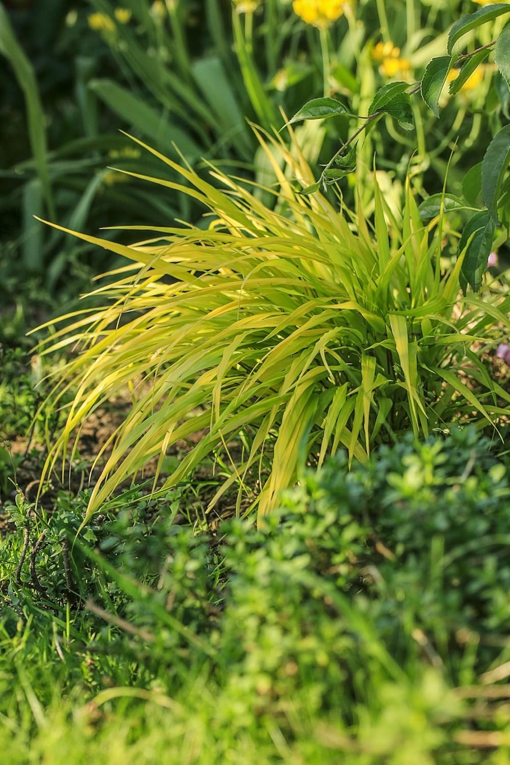 Hakonechloa macra 'All Gold' / Japanisches Gold Berggras
