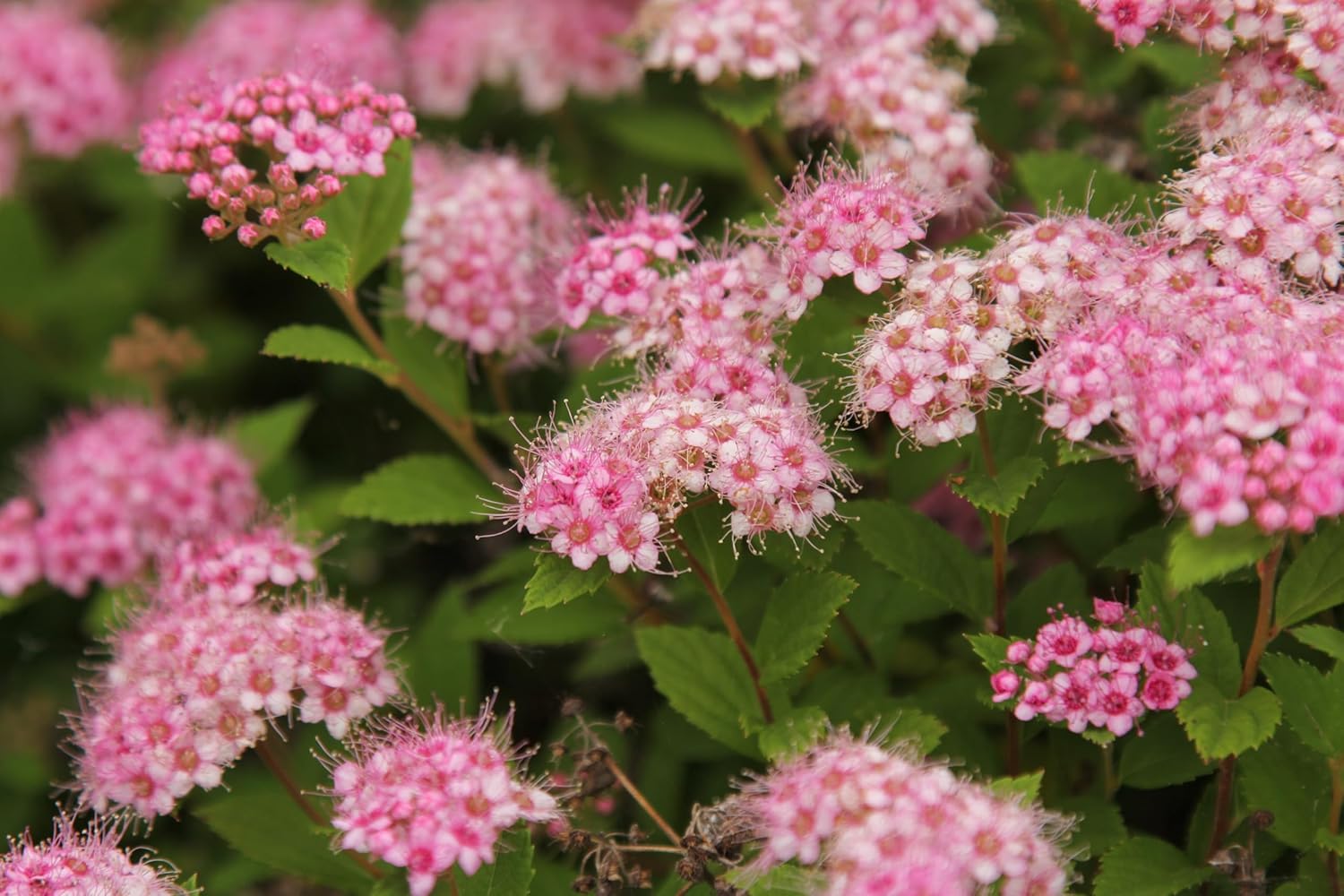 Spiraea japonica 'Little Princess‘ / Rosa Zwergspiere