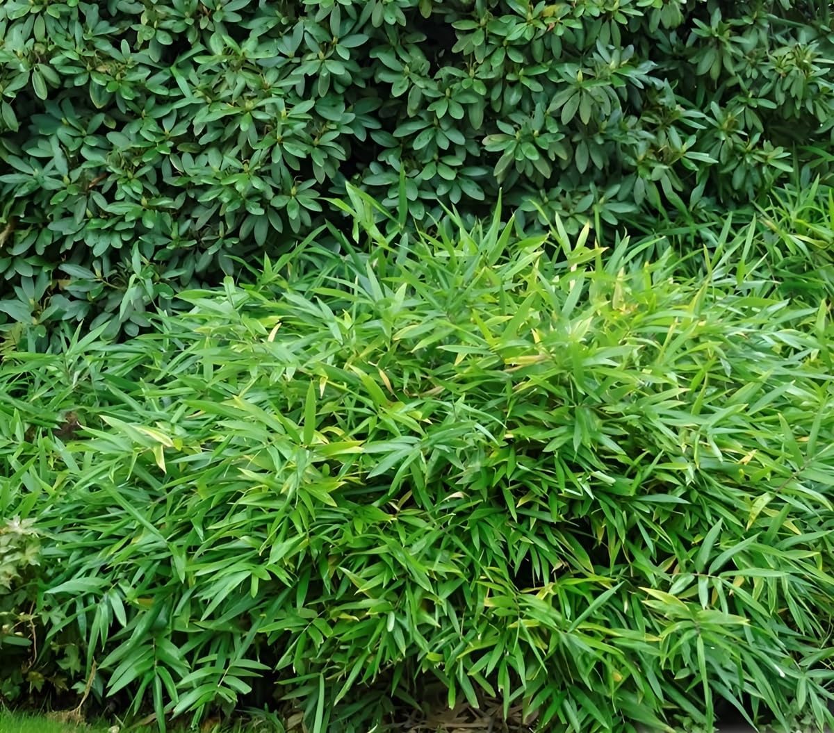 Pleioblastus pumilus / Zwerg-Bambus