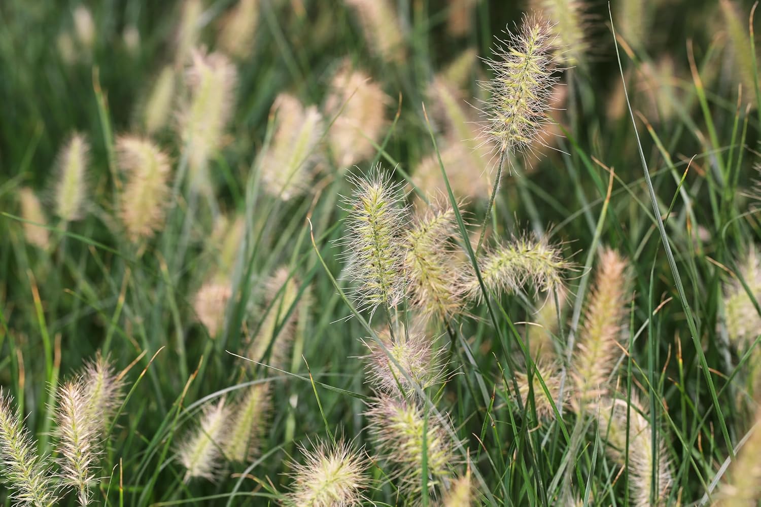 Pennisetum alopecuroides 'Little Bunny' / Zwerg Lampenputzergras
