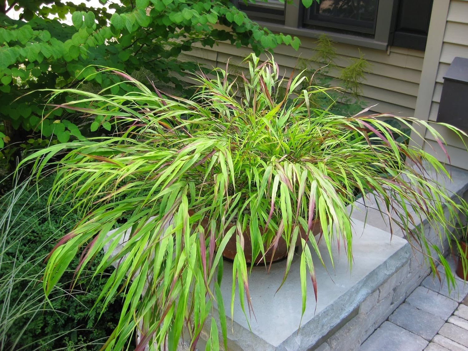 Hakonechloa macra 'Nicolas' / Japanisches Berggras