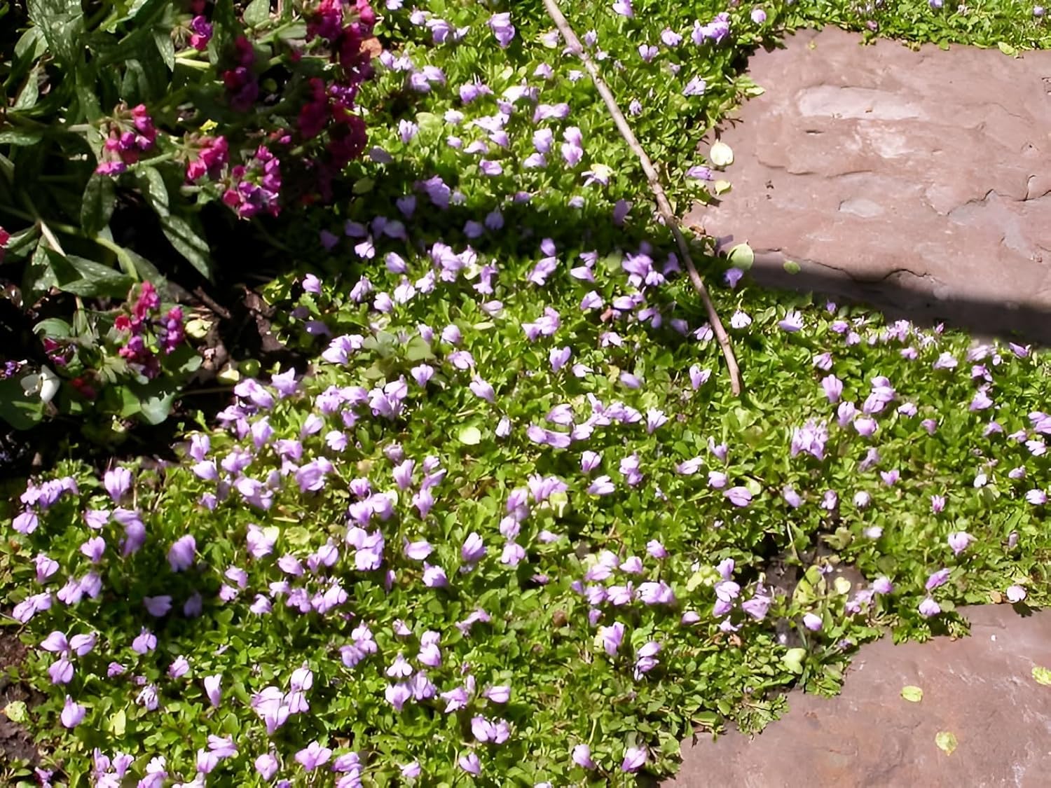 Mazus reptans / Lippenmäulchen