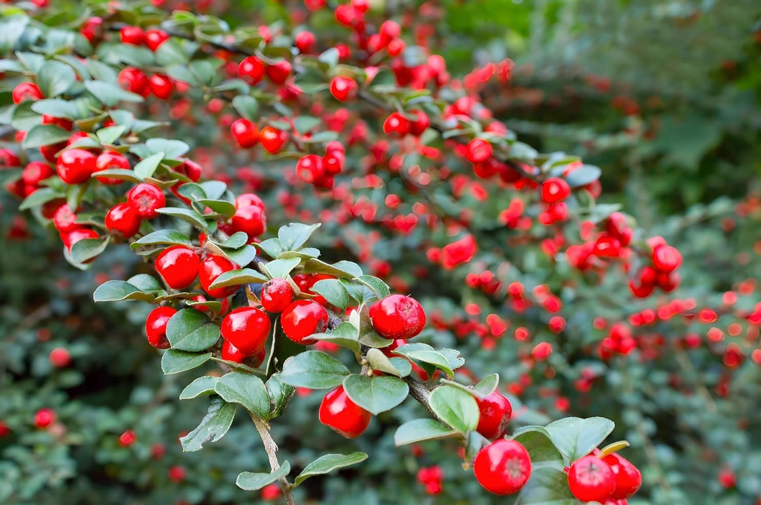 Cotoneaster dammeri 'Coral Beauty‘ / Teppichmispel