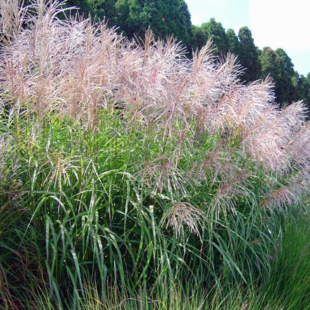 Miscanthus sinensis 'Goliath' / Großes Chinaschilf