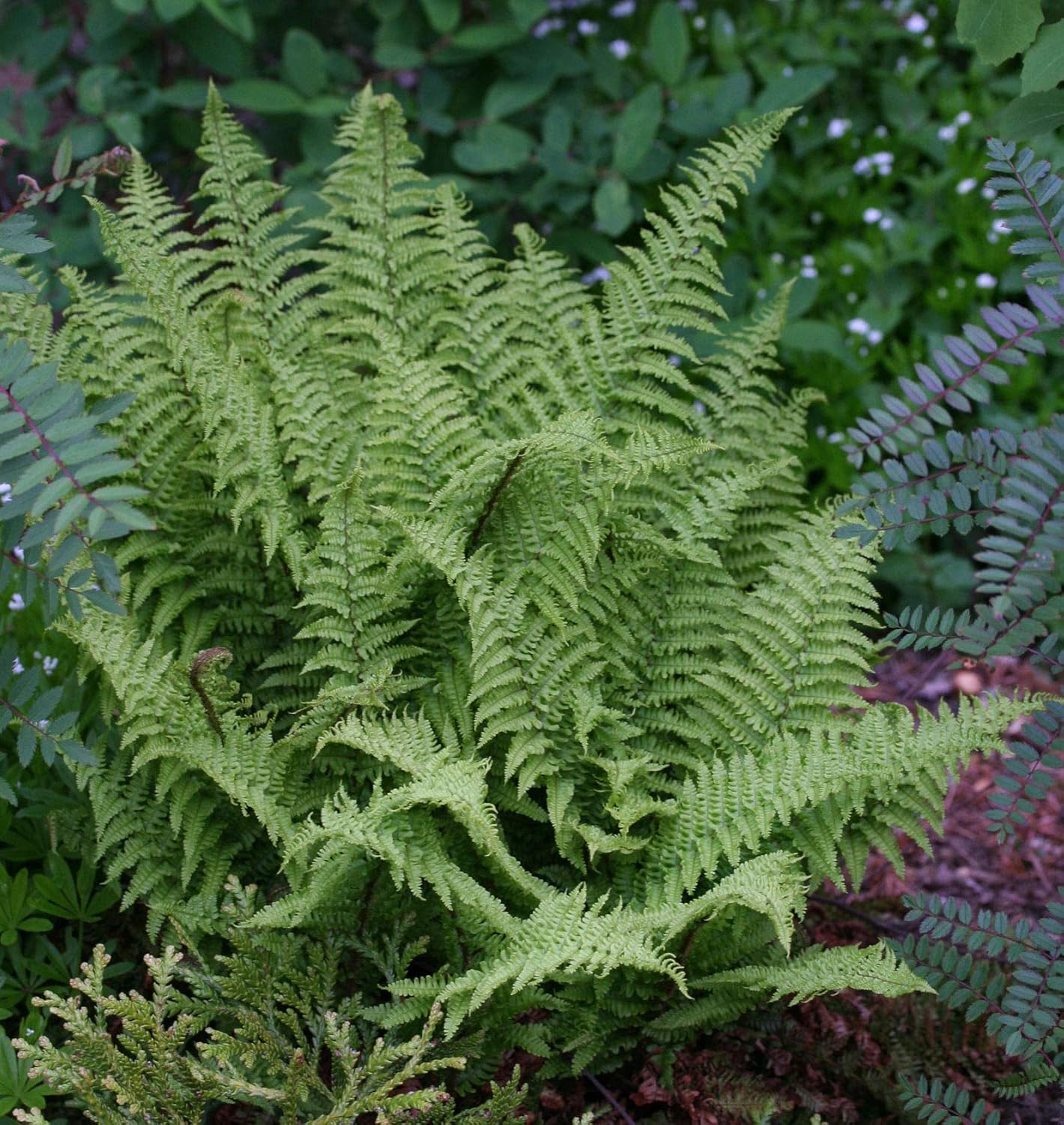 Dryopteris affinis 'Crispa' / gewellter Goldschuppenfarn