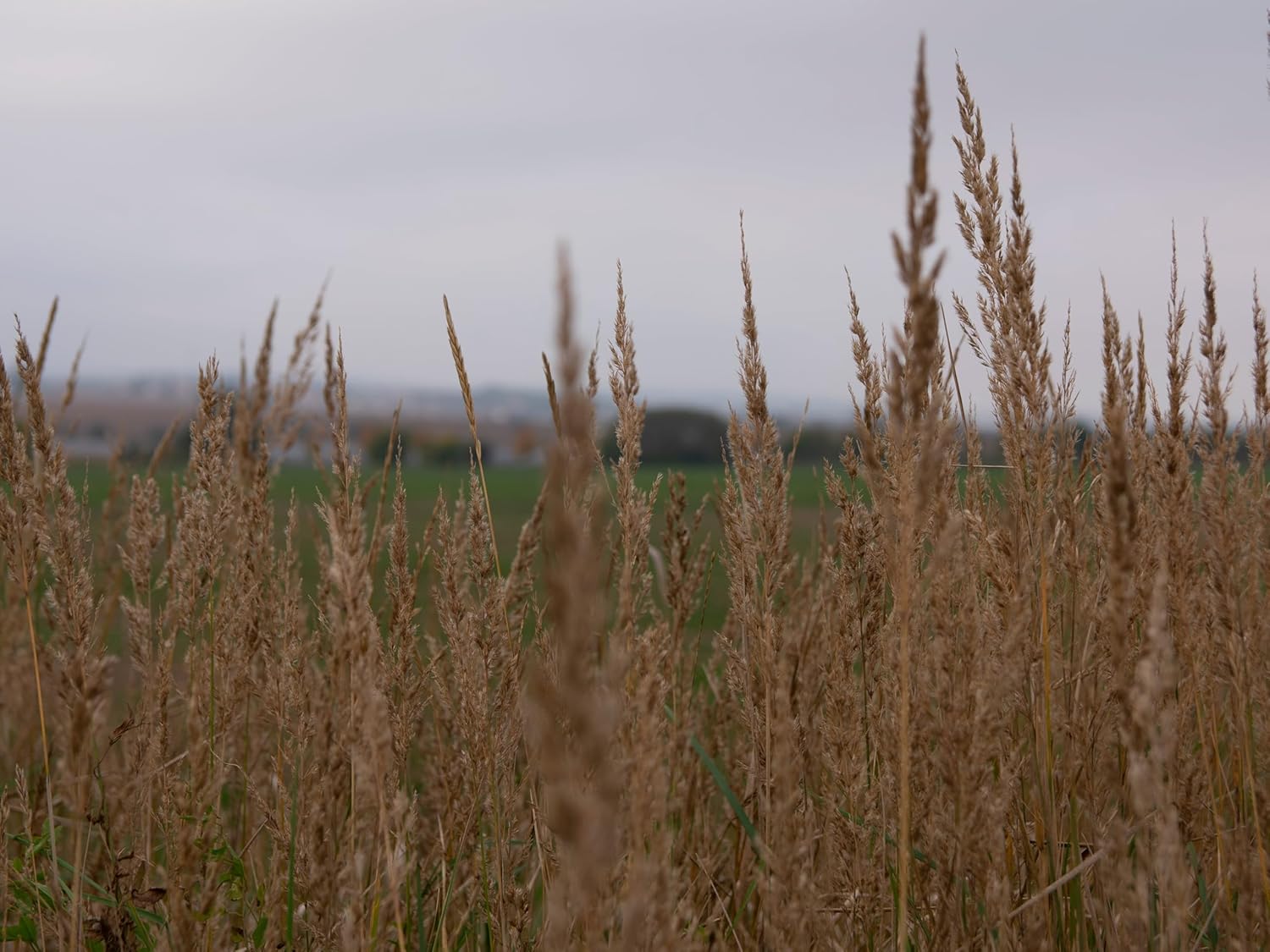 Sorghastrum nutans / Indianer Gras