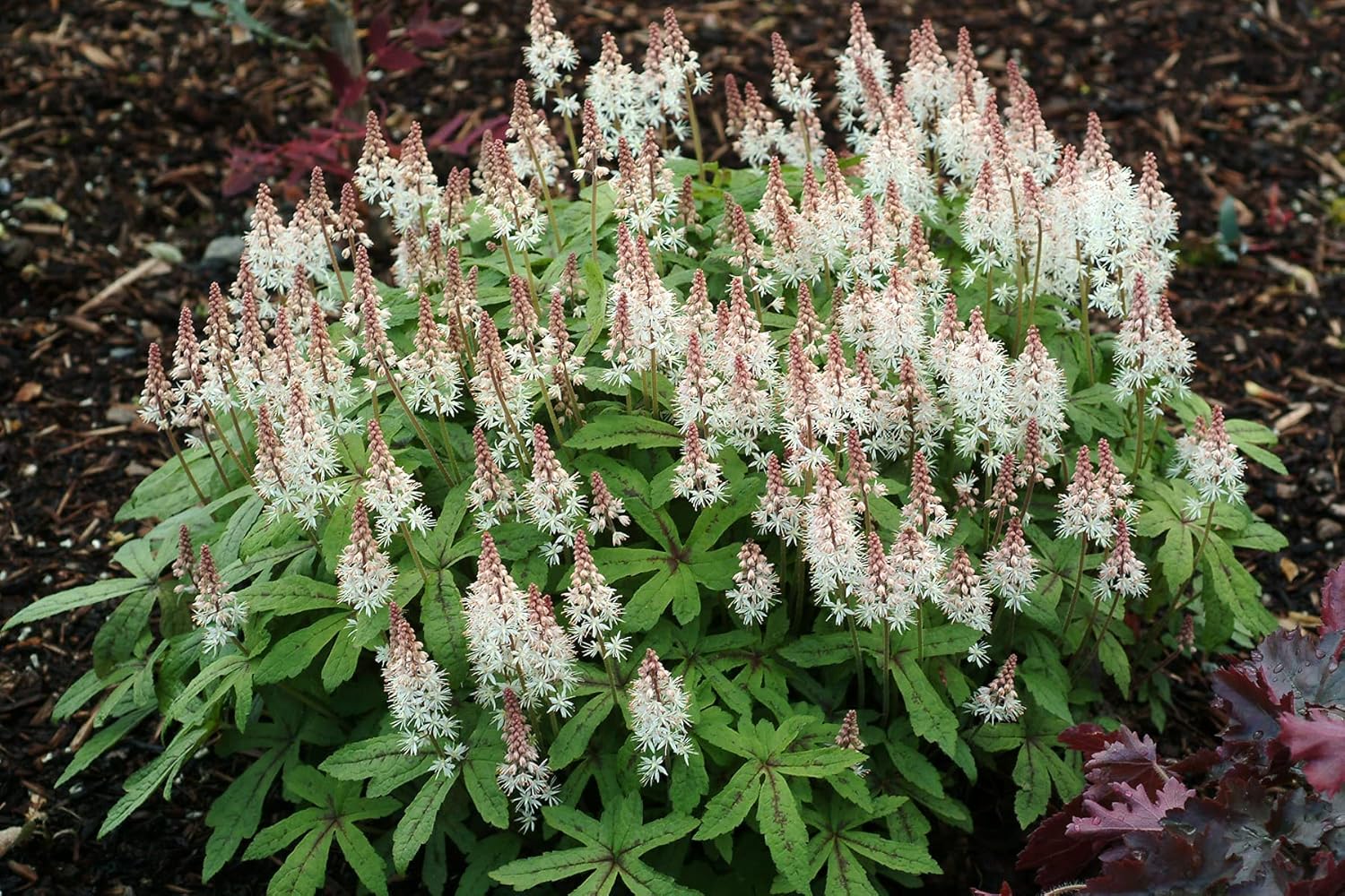 Tiarella Hybride 'Spring Symphony' / Schaumblüte