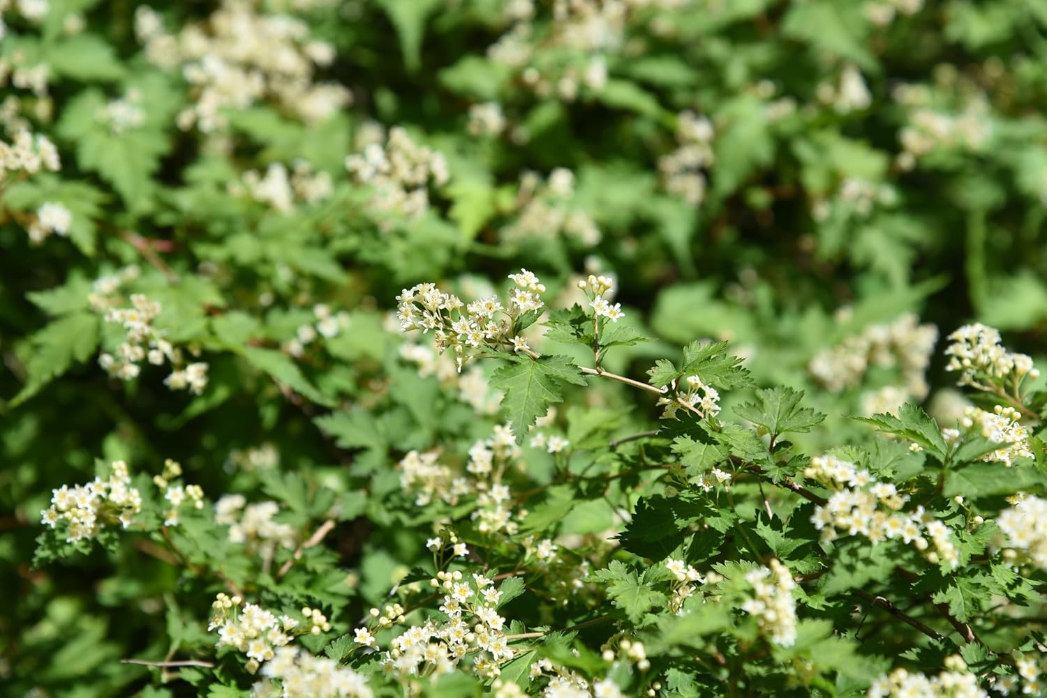Stephanandra incisa 'Crispa' / Kranzspiere