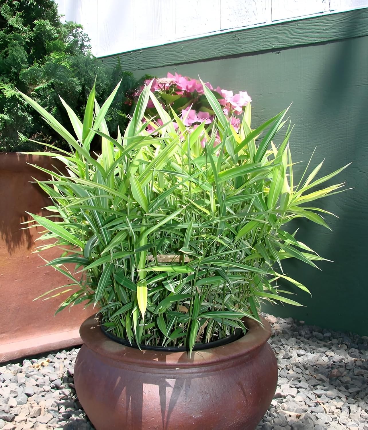 Pleioblastus 'Variegatus' / Bunter Zwergbambus