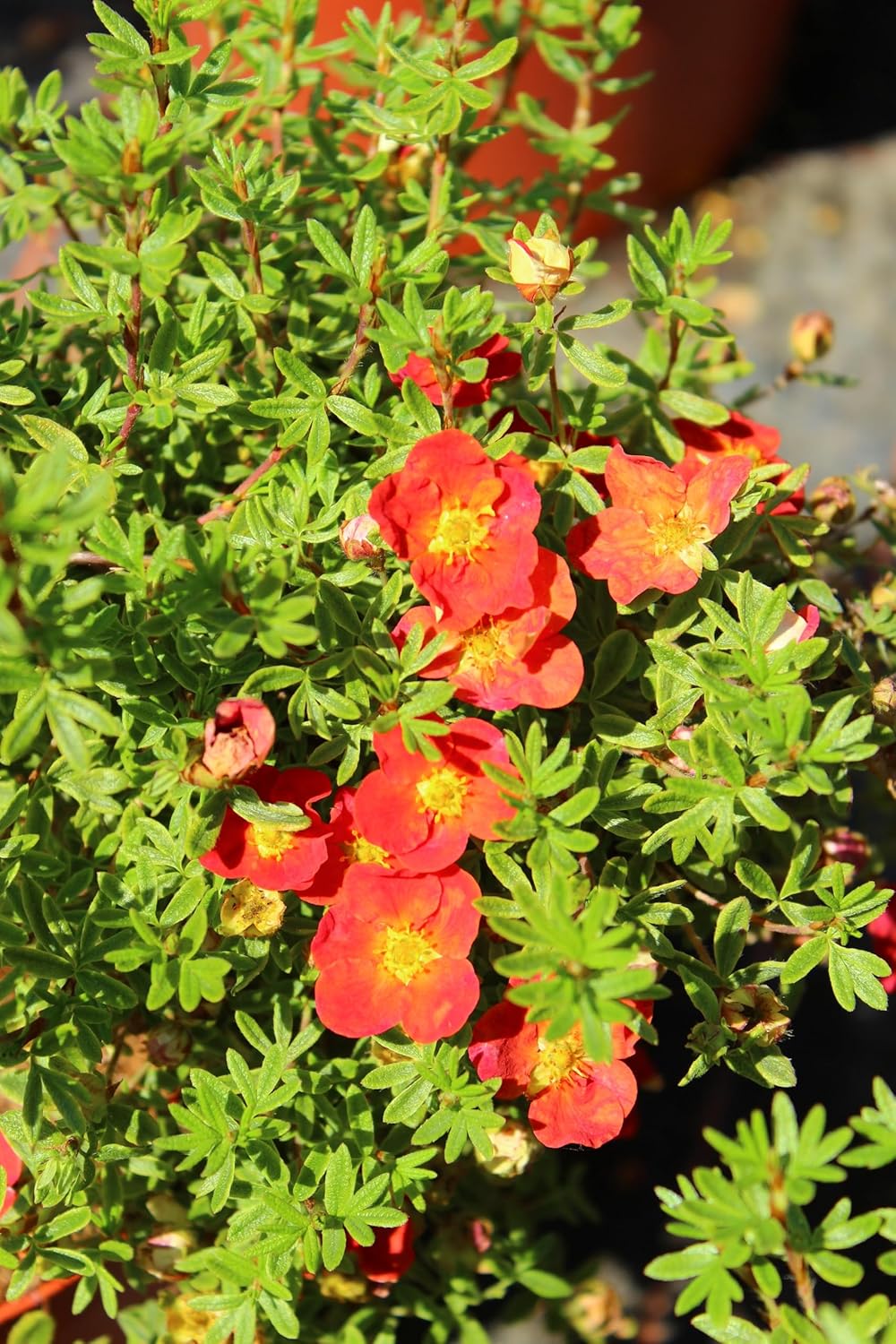 Potentilla fruticosa 'Red Ace' / Roter Fingerstrauch