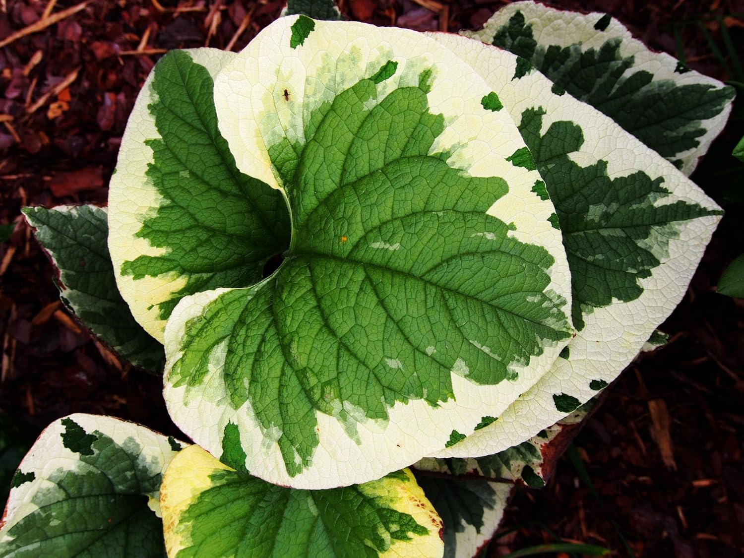 Brunnera macrophylla 'Variegata‘ / Kaukasus Vergissmeinnicht