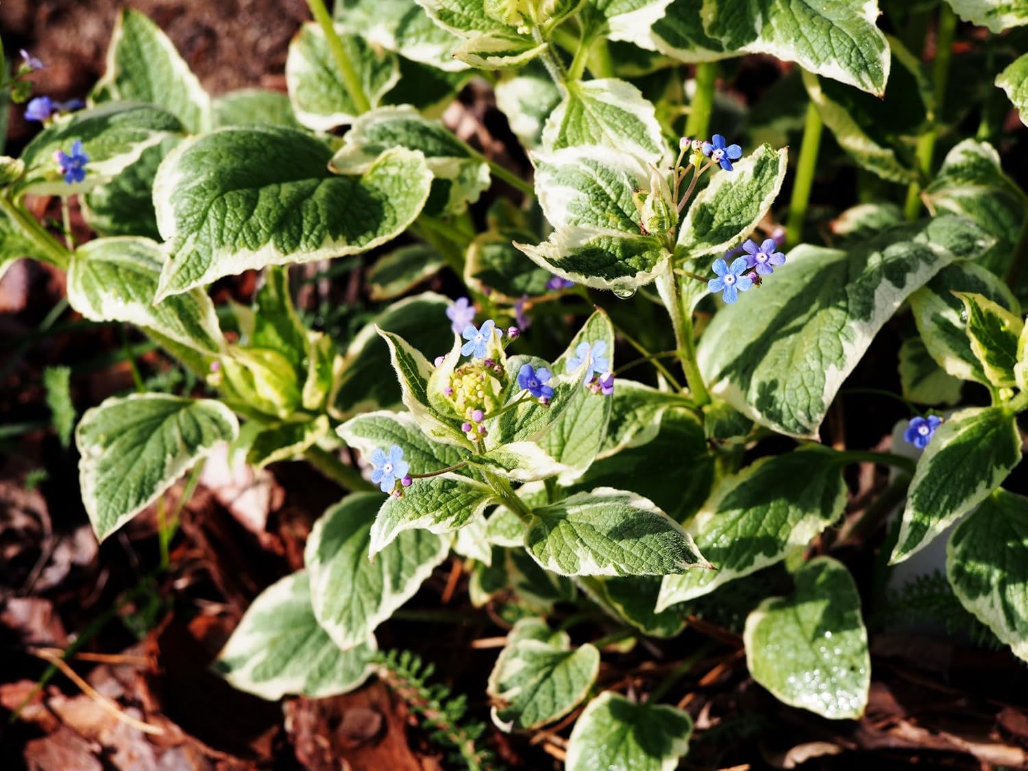 Brunnera macrophylla 'Variegata‘ / Kaukasus Vergissmeinnicht