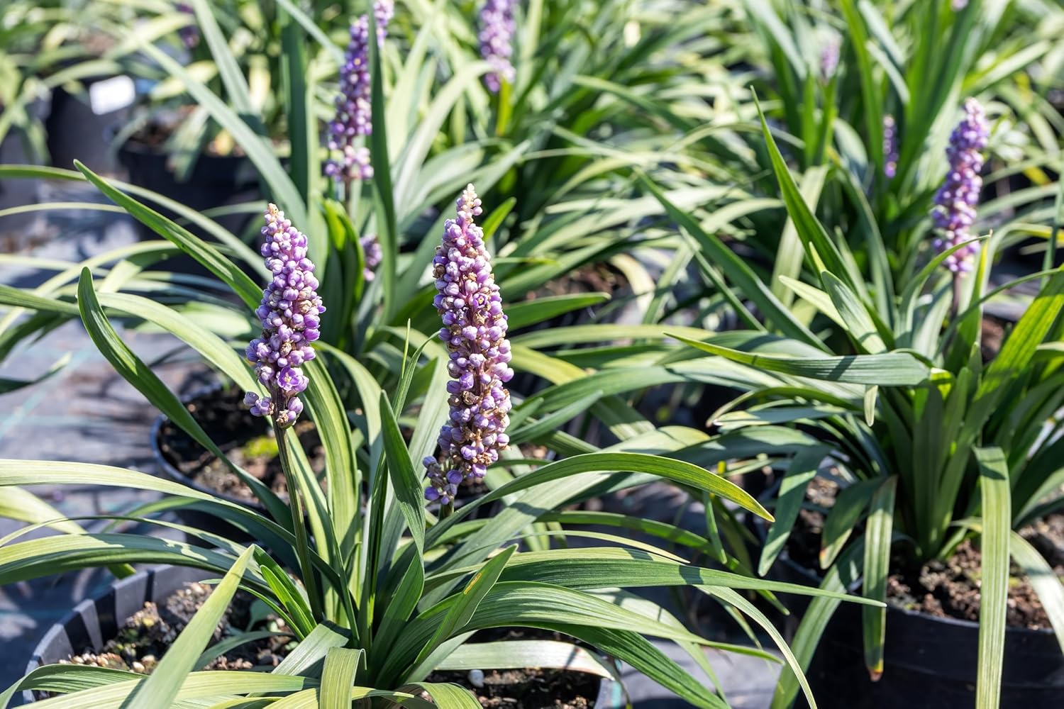 Liriope muscari 'Royal Purple' / Lilientraube