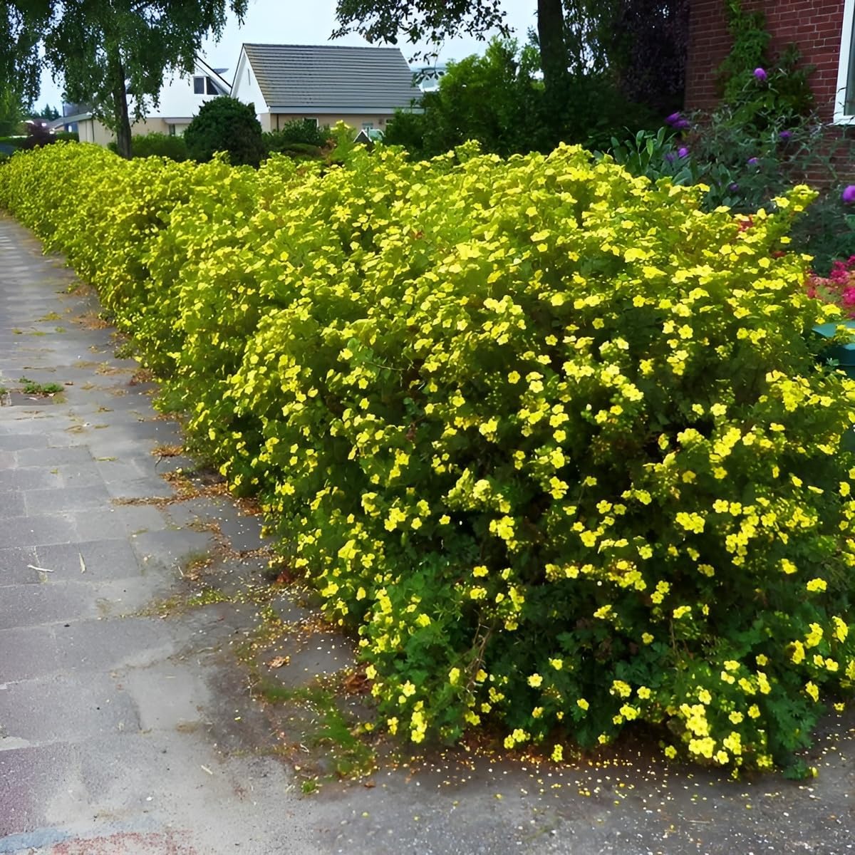 Potentilla fruticosa 'Kobold' / Gelber Fingerstrauch