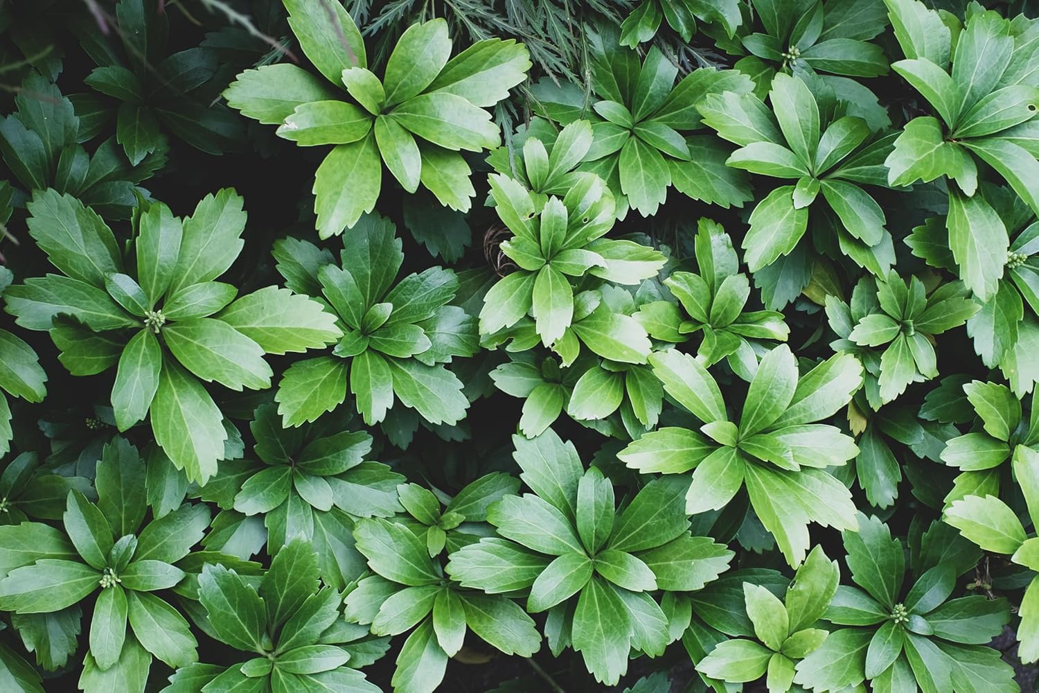 Pachysandra terminalis 'Green Sheen' / Dickmännchen