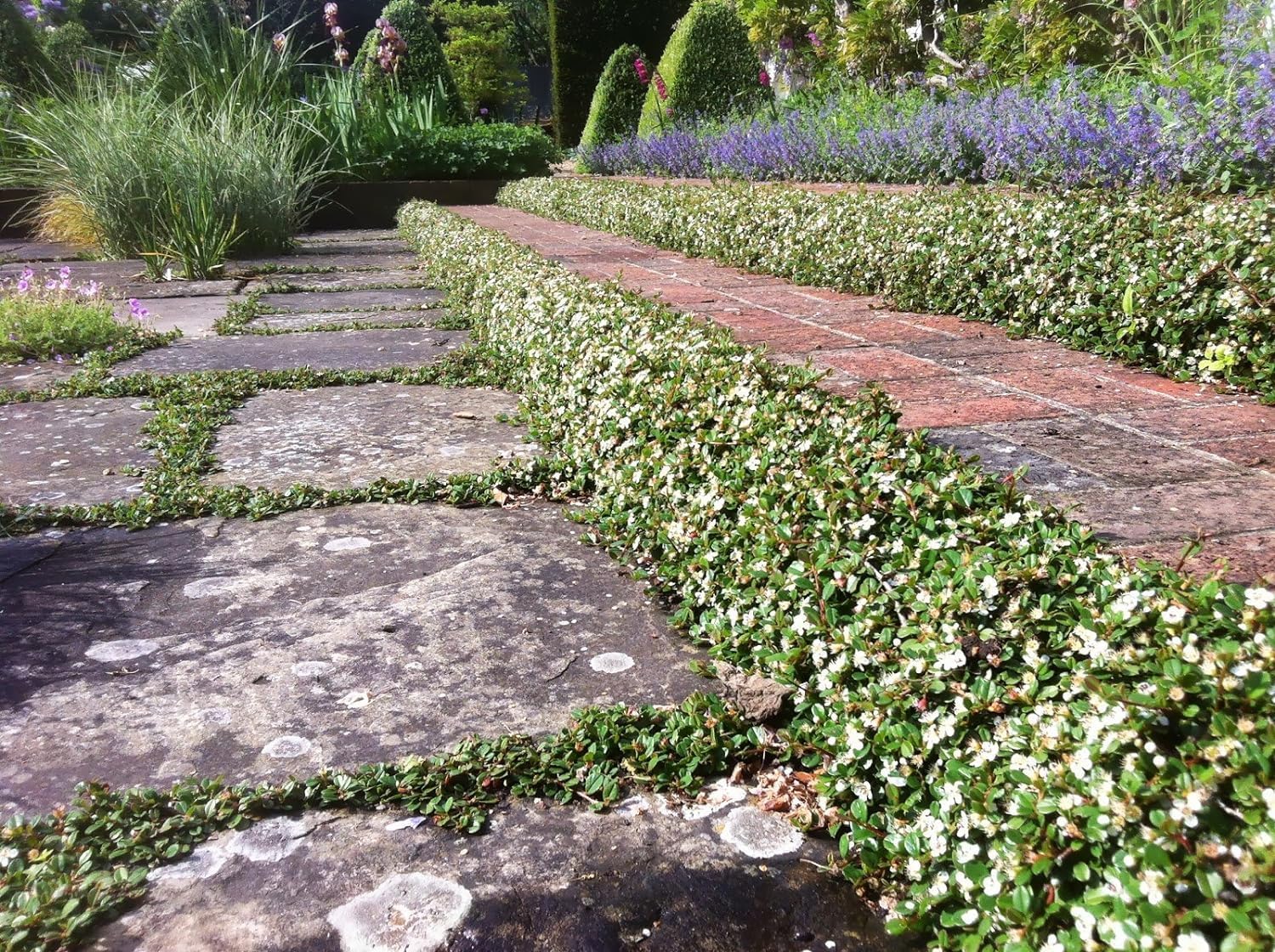 Cotoneaster dammeri 'Frieders Evergreen’ / Teppichmispel