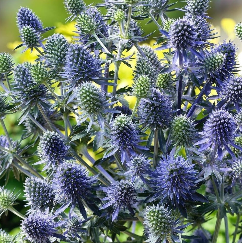 Eryngium planum 'Blue Hobbit' / Edelblaudistel