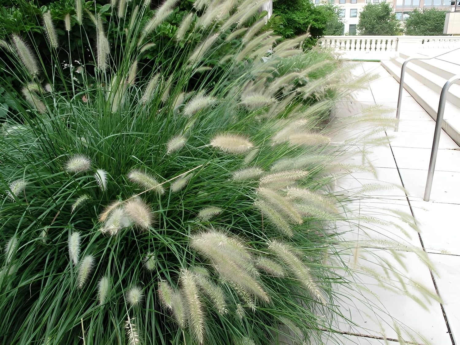 Pennisetum alopecuroides 'Cassian' / Lampenputzergras