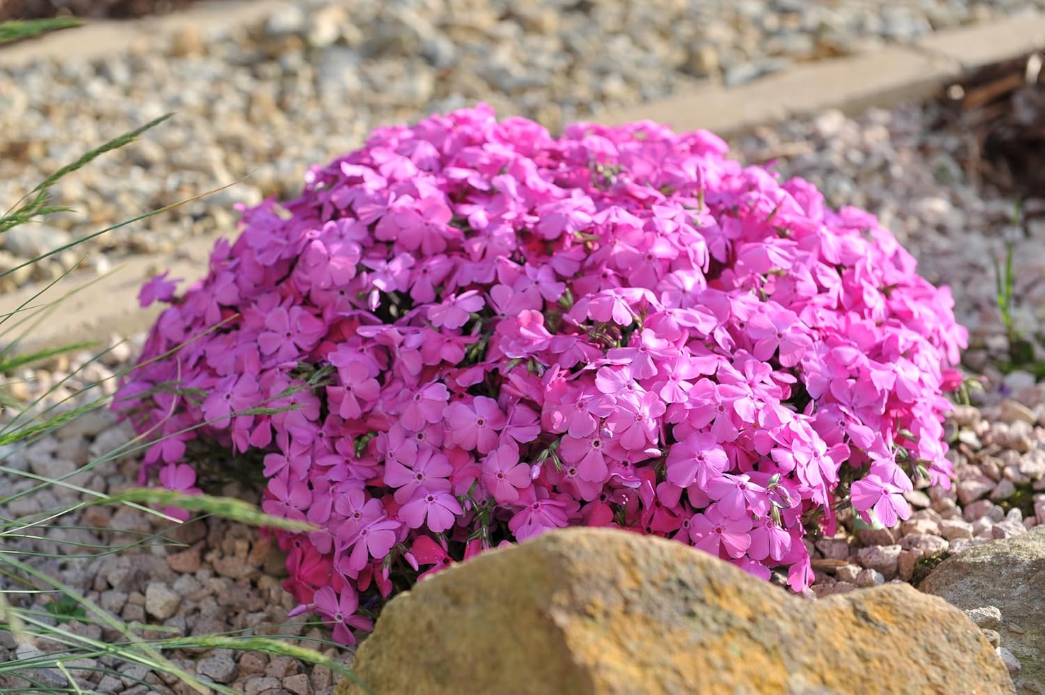 Phlox subulata 'McDaniel's Cushion' / Violetter Polster-Phlox