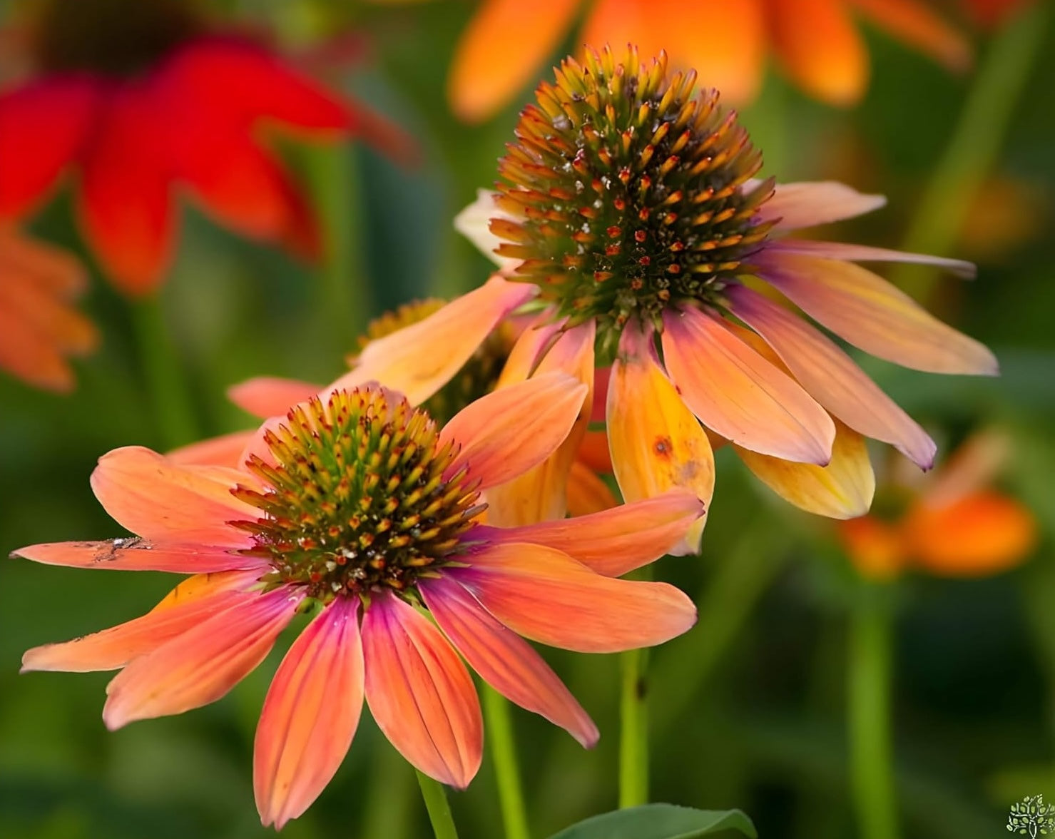 Echinacea purpurea ‚Lakota Orange' / Scheinsonnenhut