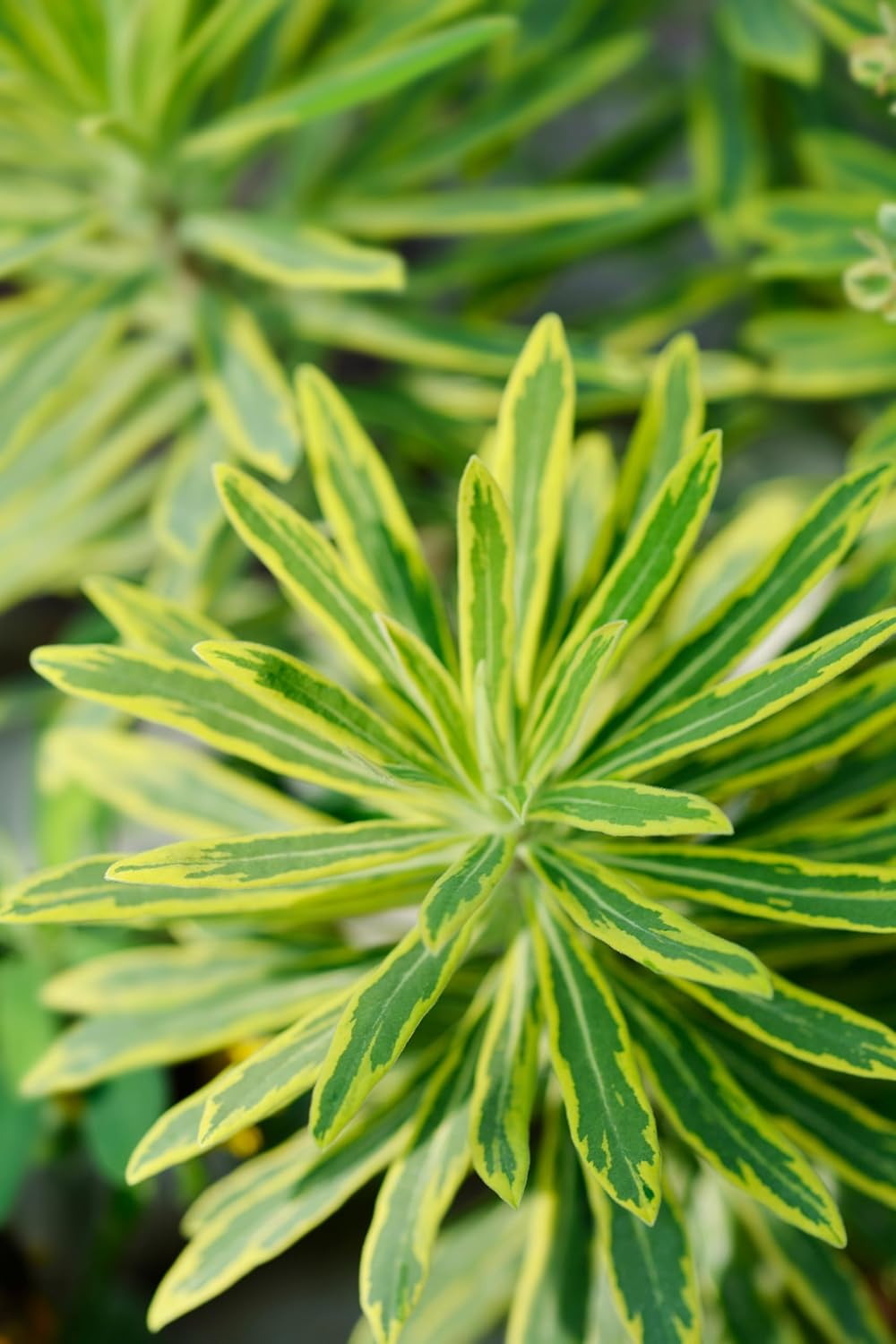 Euphorbia martinii 'Ascot Rainbow‘ ® / Wolfsmilch
