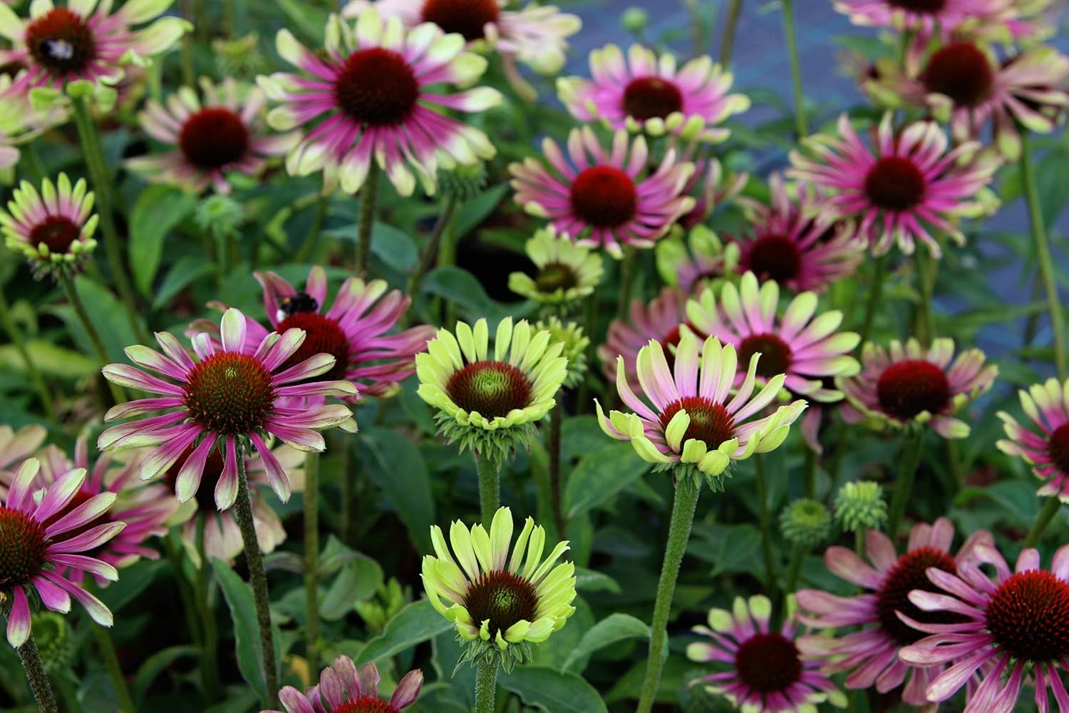 Echinacea purpurea 'Green Twister' / Scheinsonnenhut