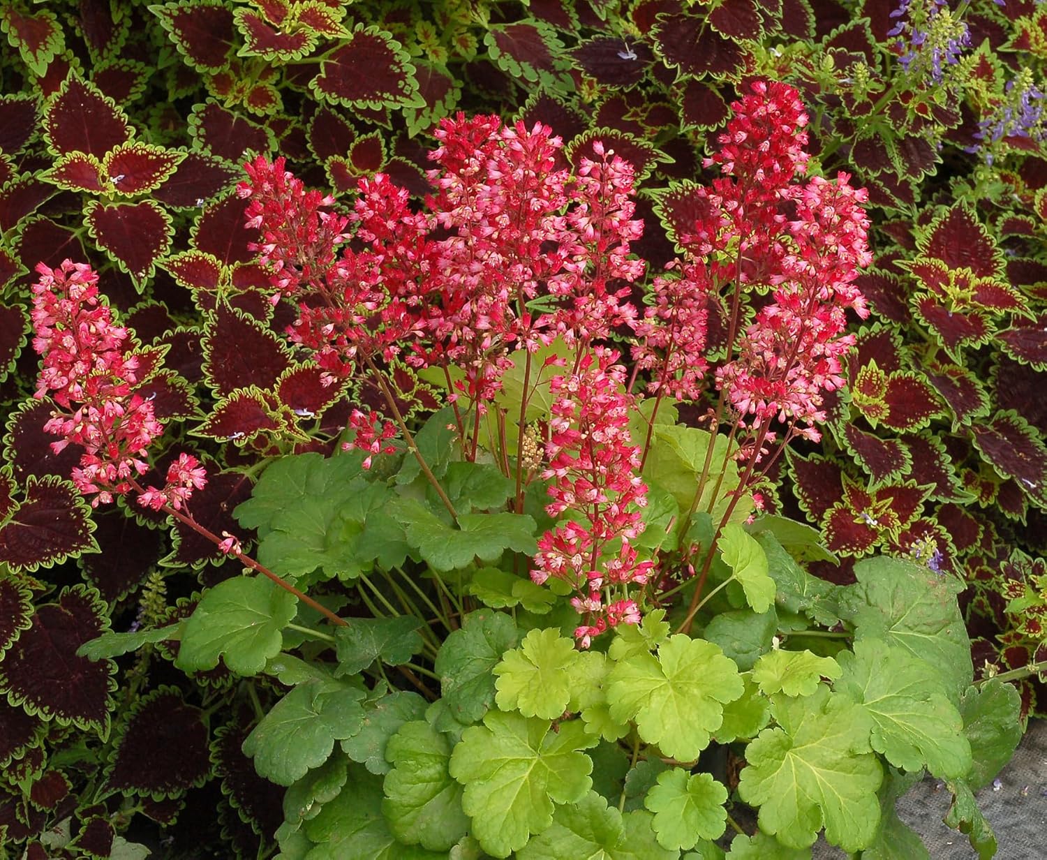 Heuchera Hybride 'Sweet Tart' / Purpurglöckchen