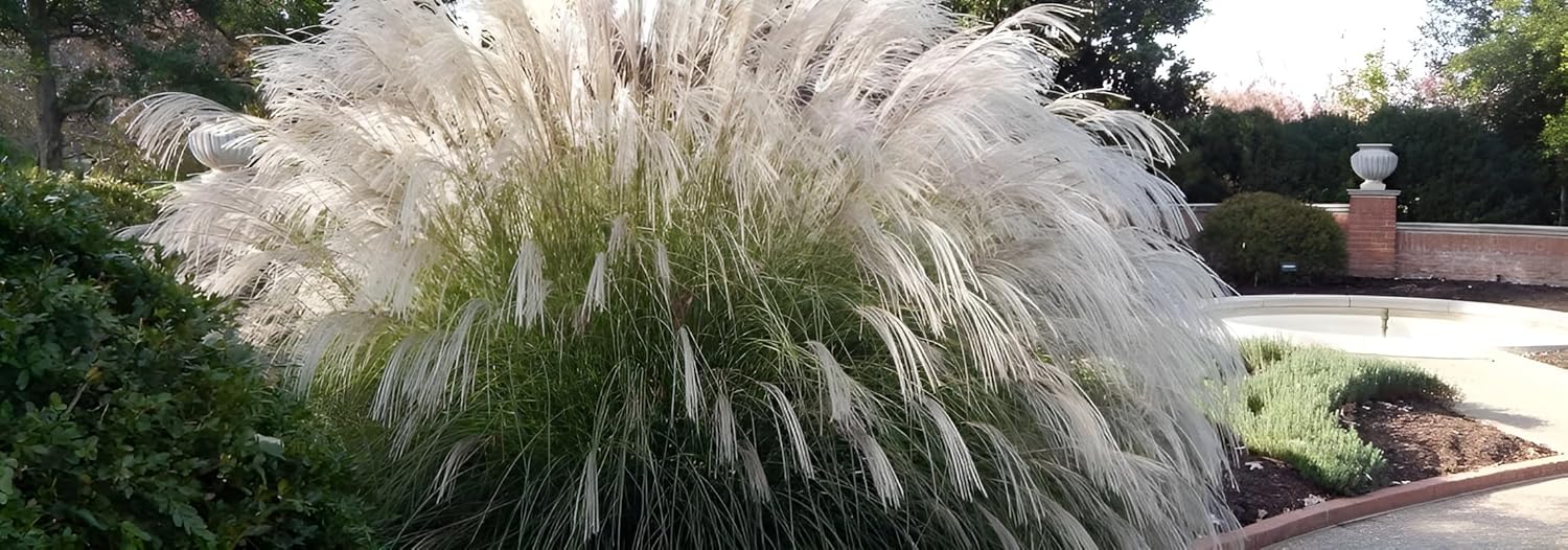 Miscanthus sinensis 'Yaku Jima' / Chinaschilf