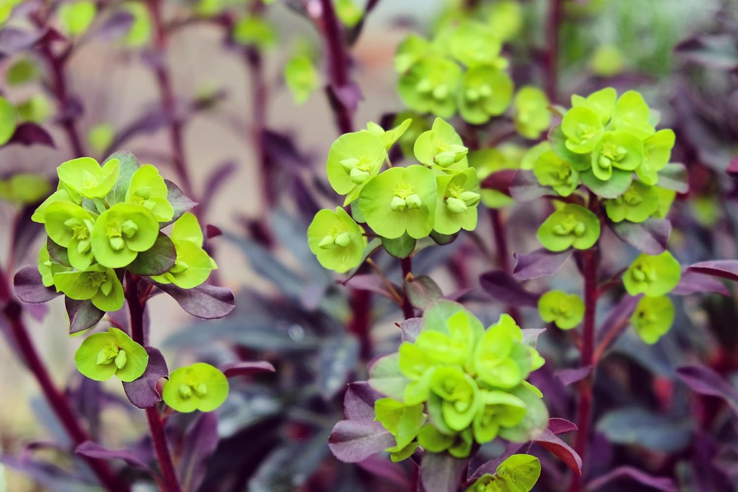 Euphorbia amygdaloides 'Purpurea' / Rotblättrige Wolfsmilch