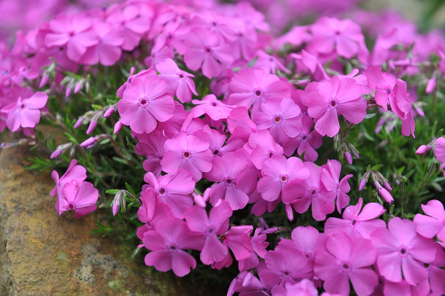 Phlox subulata 'McDaniel's Cushion' / Violetter Polster-Phlox