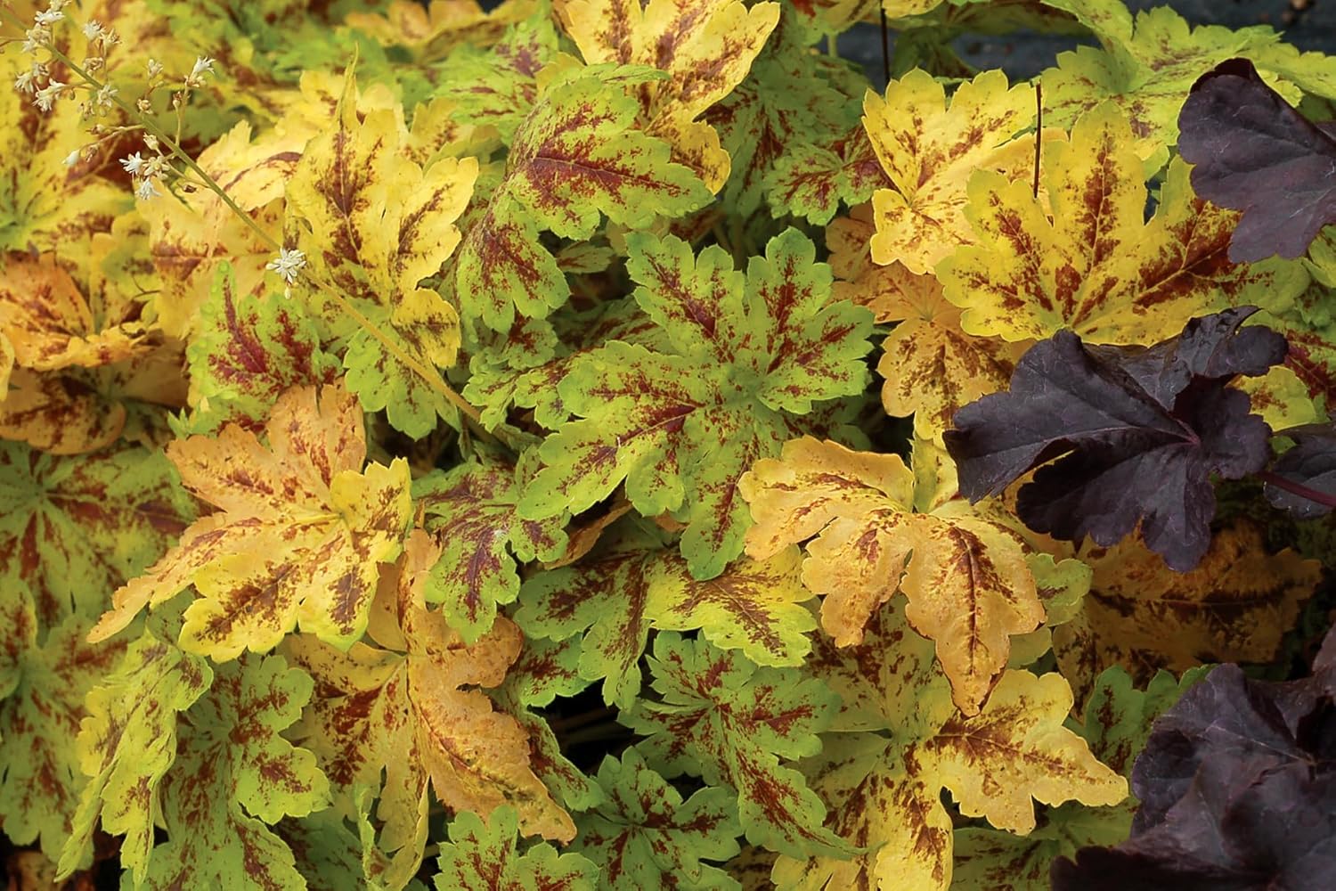 Heucherella Hybride 'Solar Power' / Purpurglöckchen