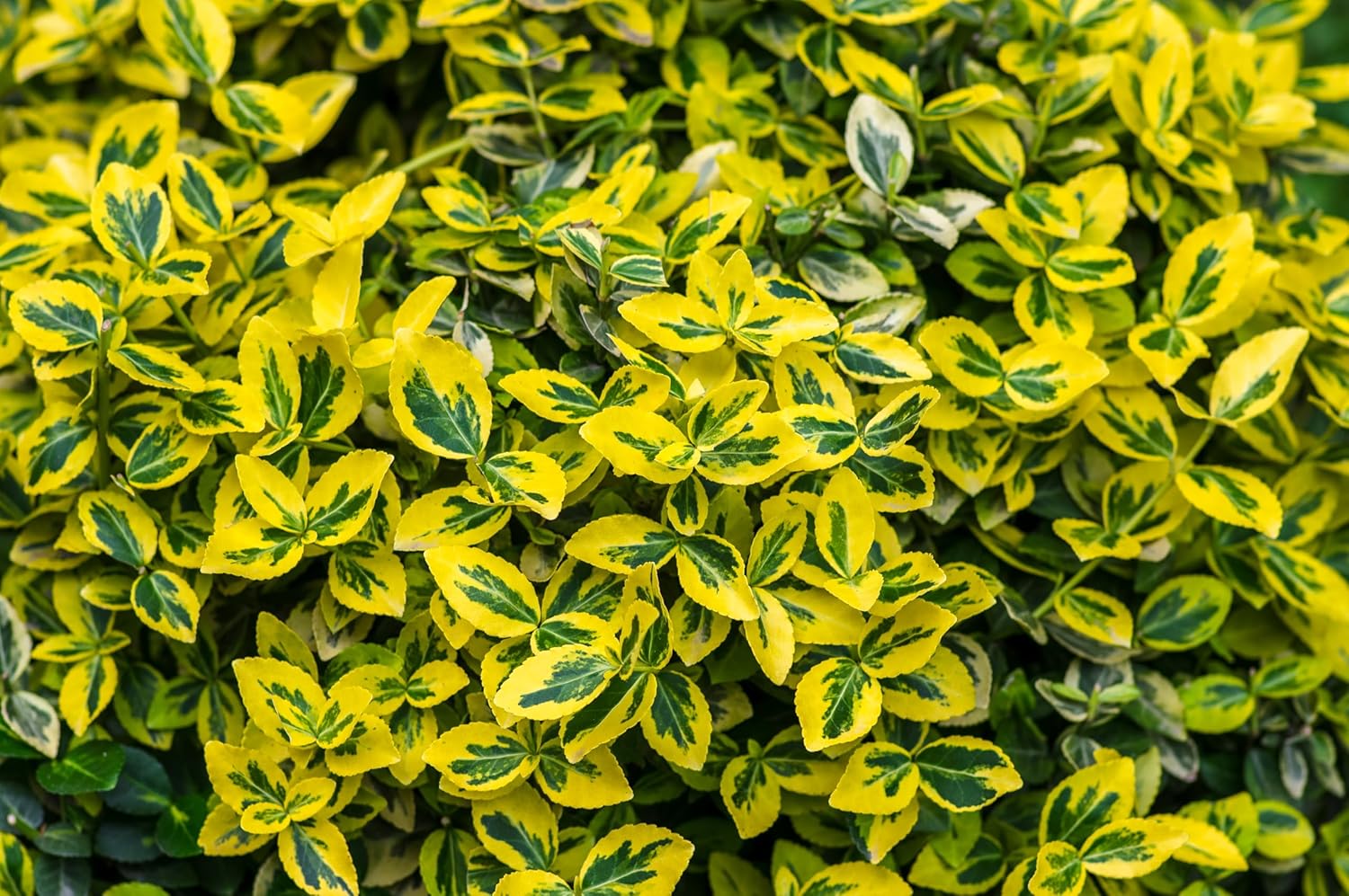 Euonymus fortunei 'Emerald'n Gold' / Goldbunte Kriechspindel