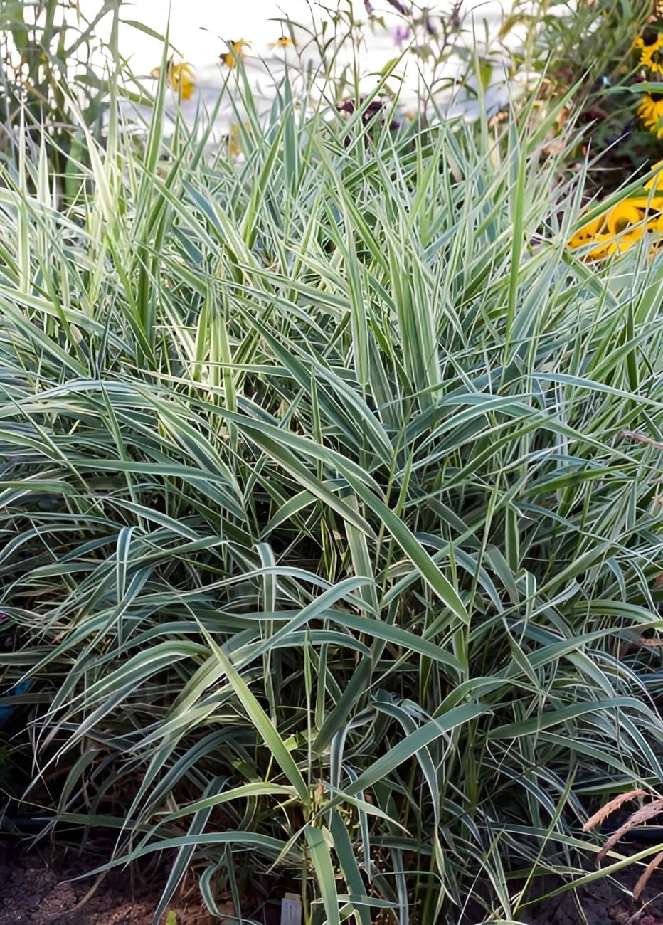 Phalaris arundnacea 'Picta‘ / Rohrglanzgras