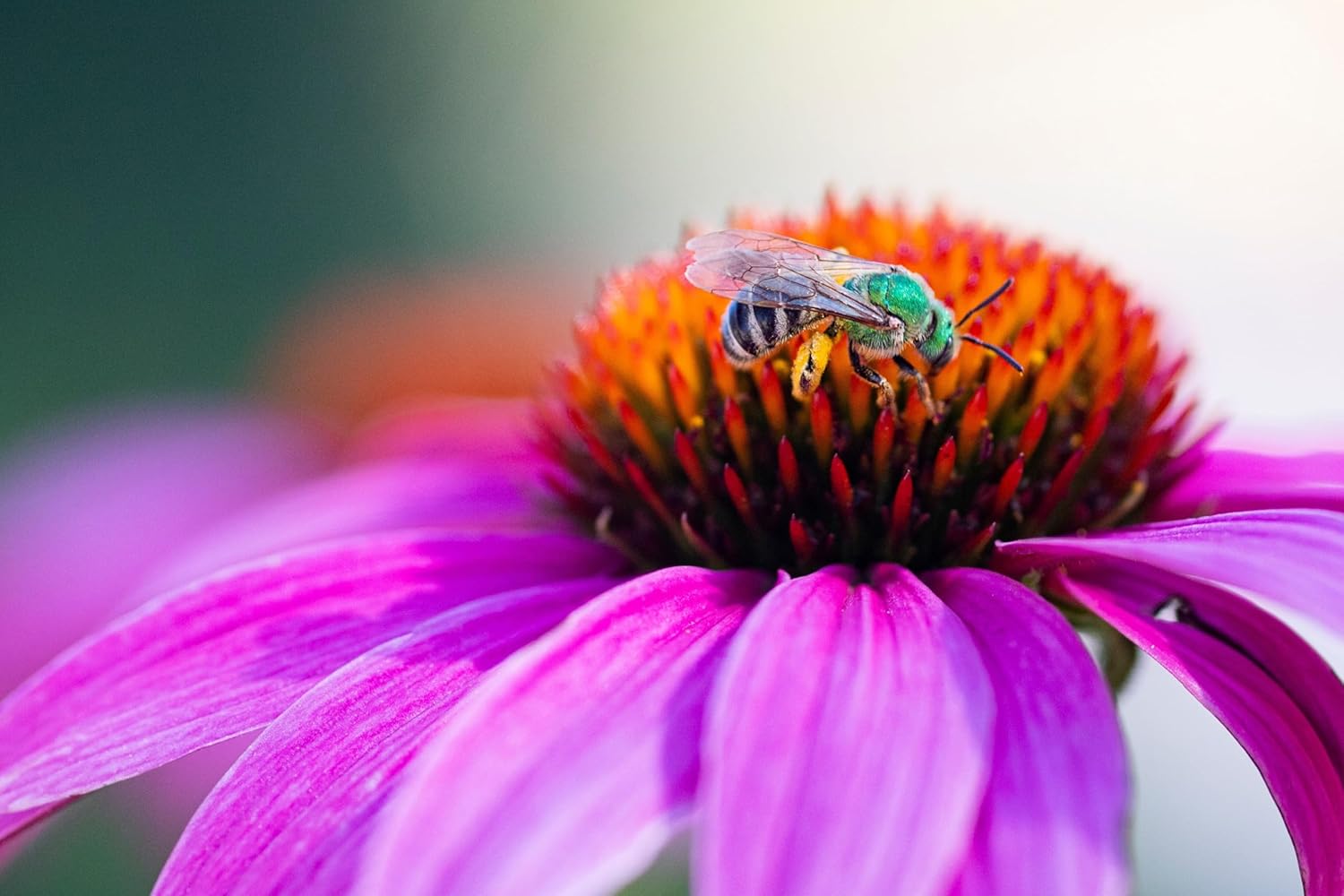 Echinacea purpurea 'PowWow Wild Berry' / Scheinsonnenhut