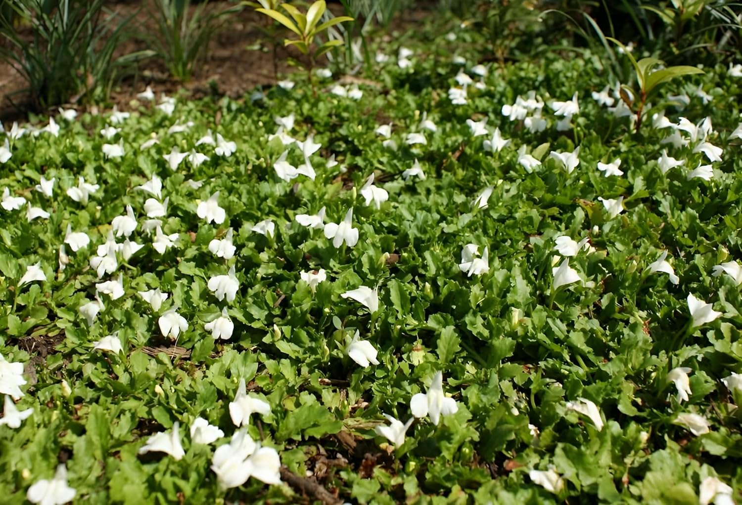 Mazus reptans 'Albus' / Weißes Lippenmäulchen