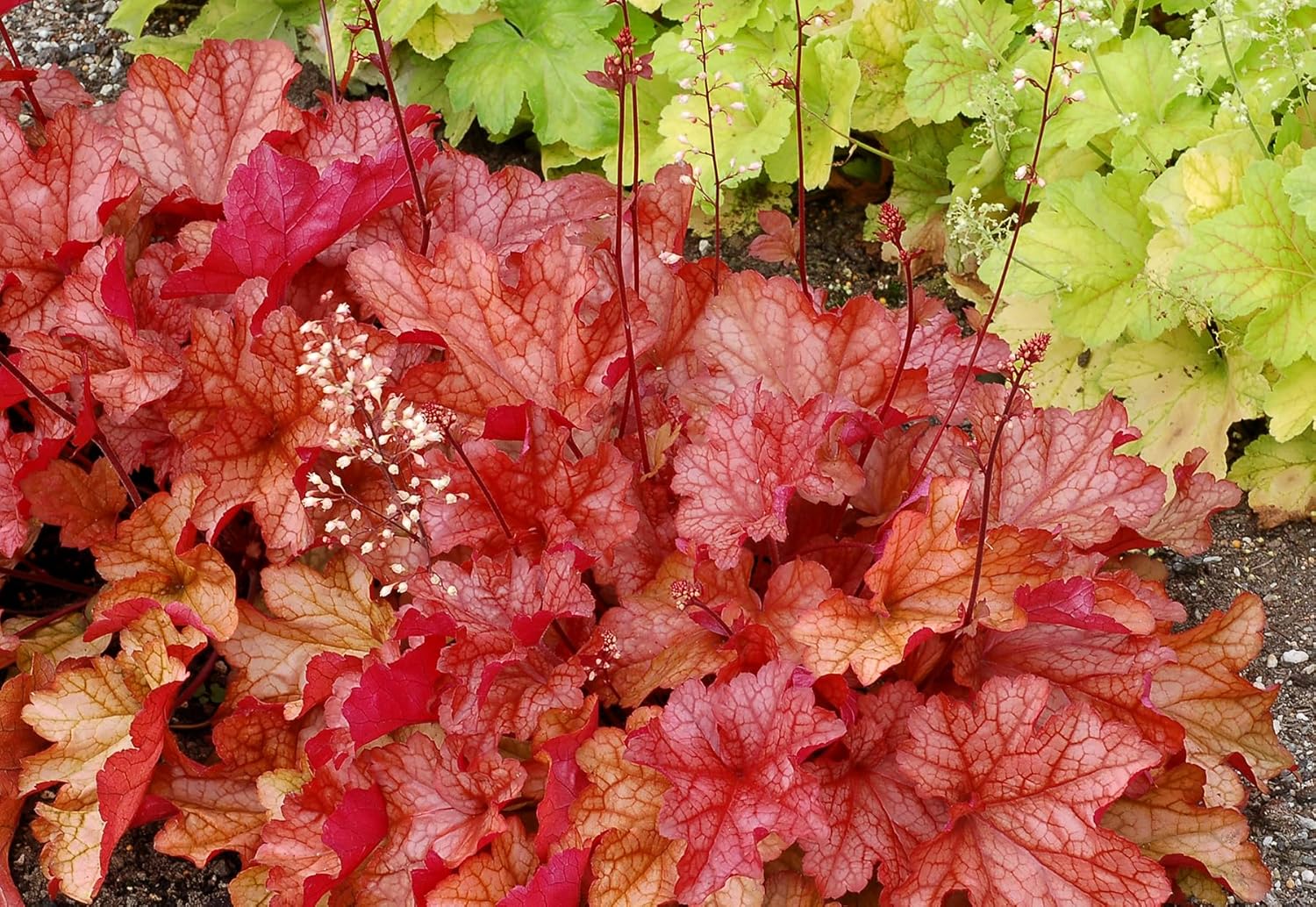 Heuchera Hybride 'Paprika' / Purpurglöckchen