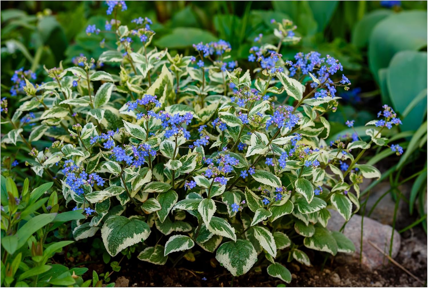 Brunnera macrophylla 'Variegata‘ / Kaukasus Vergissmeinnicht