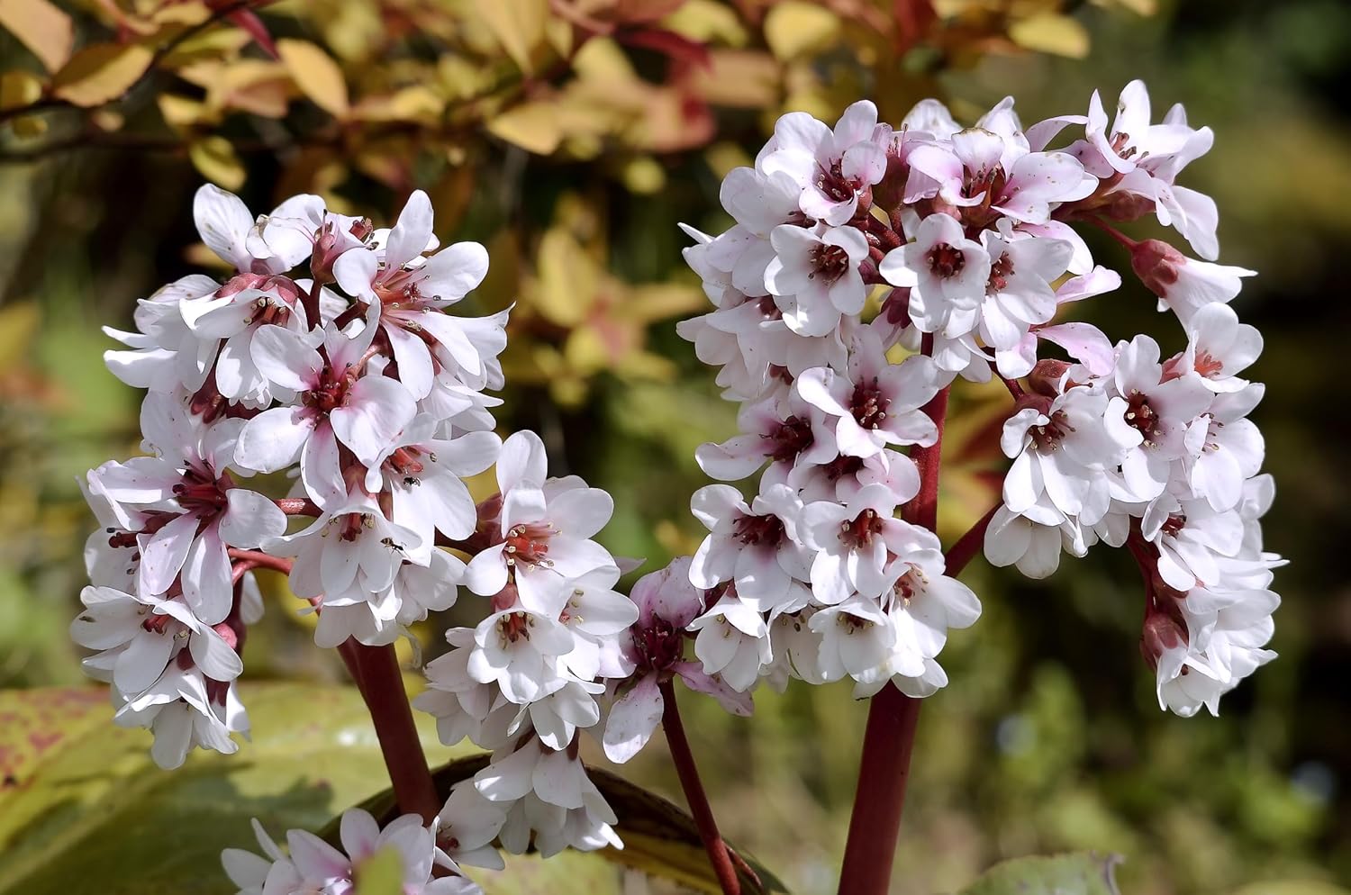 Bergenia cordifolia 'Beach' / Bergenie