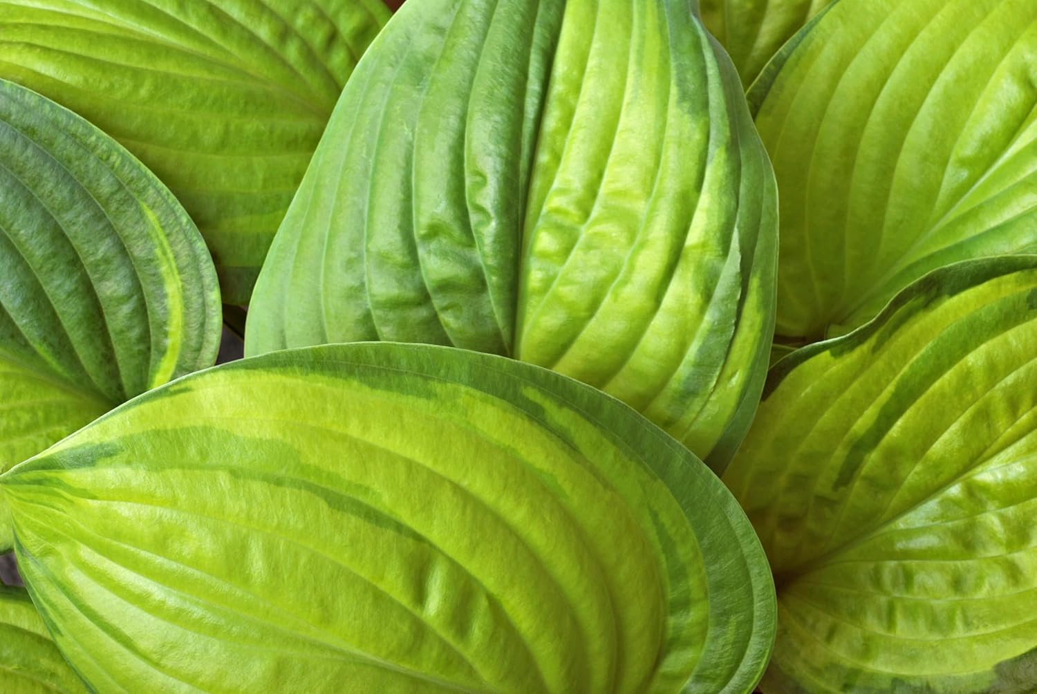 Hosta plantaginea 'Guacamole' / Duft Funkie