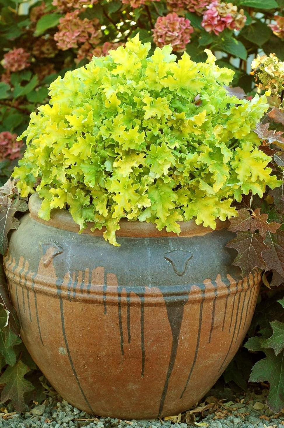 Heuchera Hybride 'Lime Marmalade' / Purpurglöckchen
