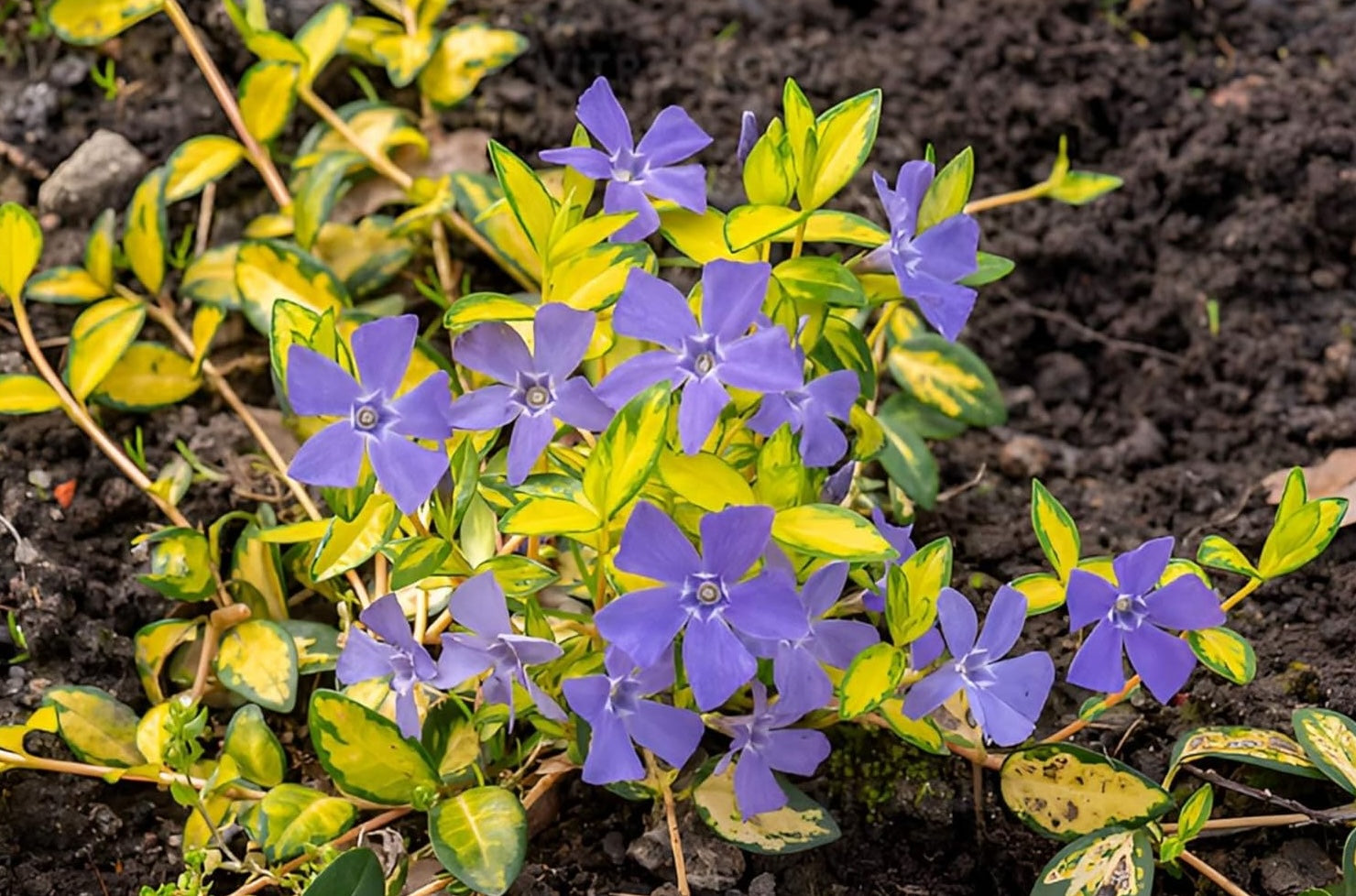 Vinca minor 'Imagine' - 'lumination‘ / Kleines Immergrün