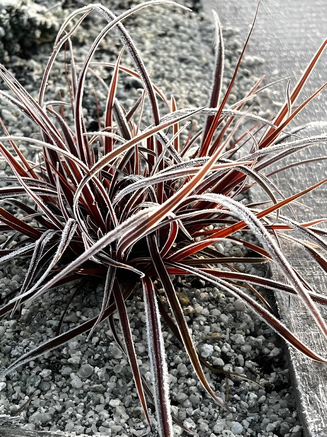 Uncinia rubra 'Firedance' / Mahagoni Gras