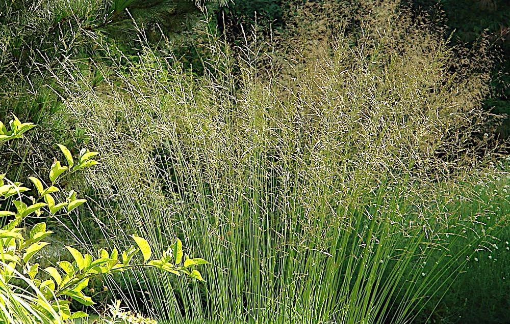 Molinia arundinacea 'Karl Foerster' / Hohes Pfeifengras