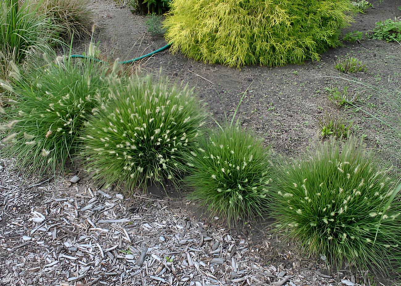 Pennisetum alopecuroides 'Little Bunny' / Zwerg Lampenputzergras