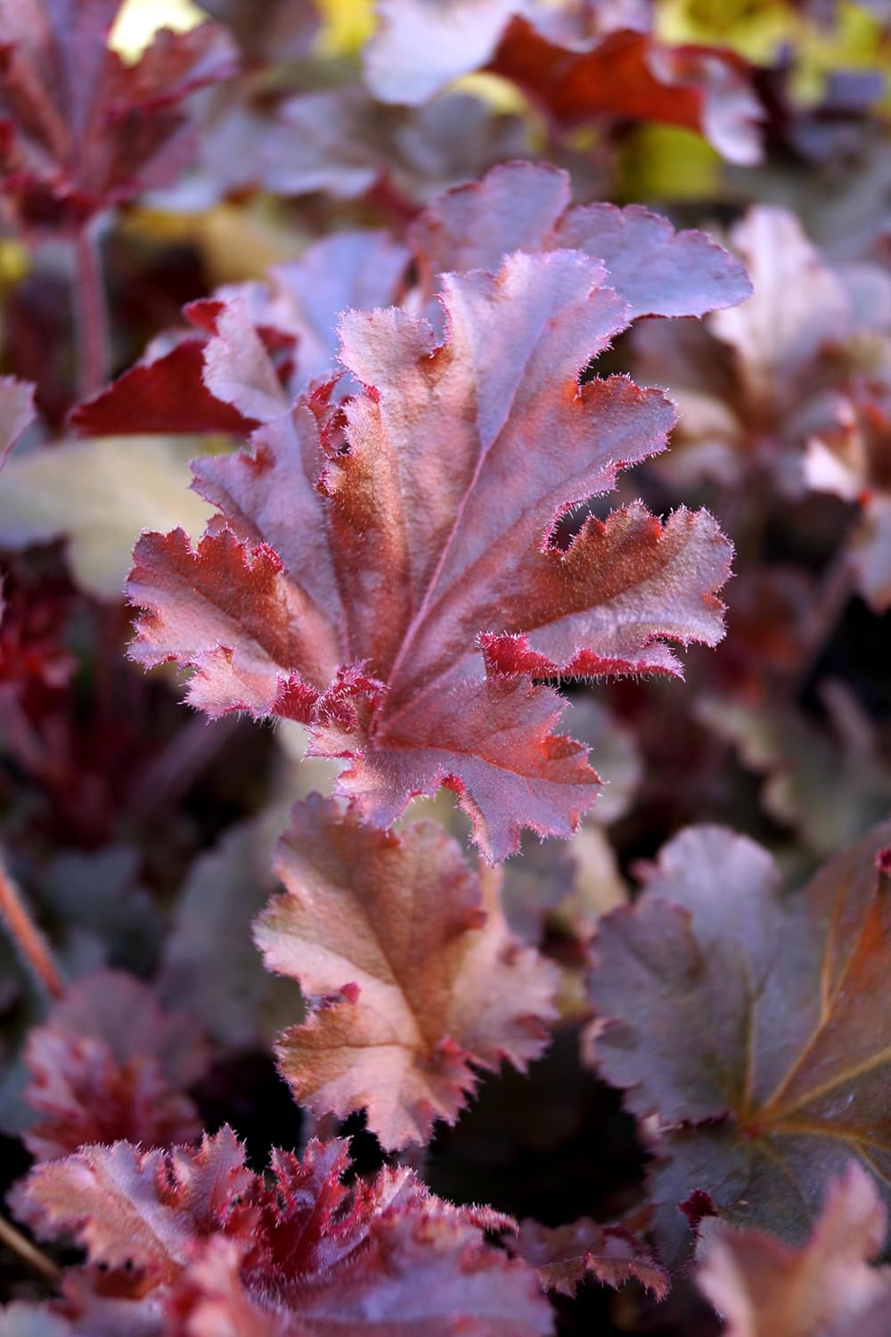 Heuchera americana 'Melting Fire' / Rotblättriges Purpurglöckchen