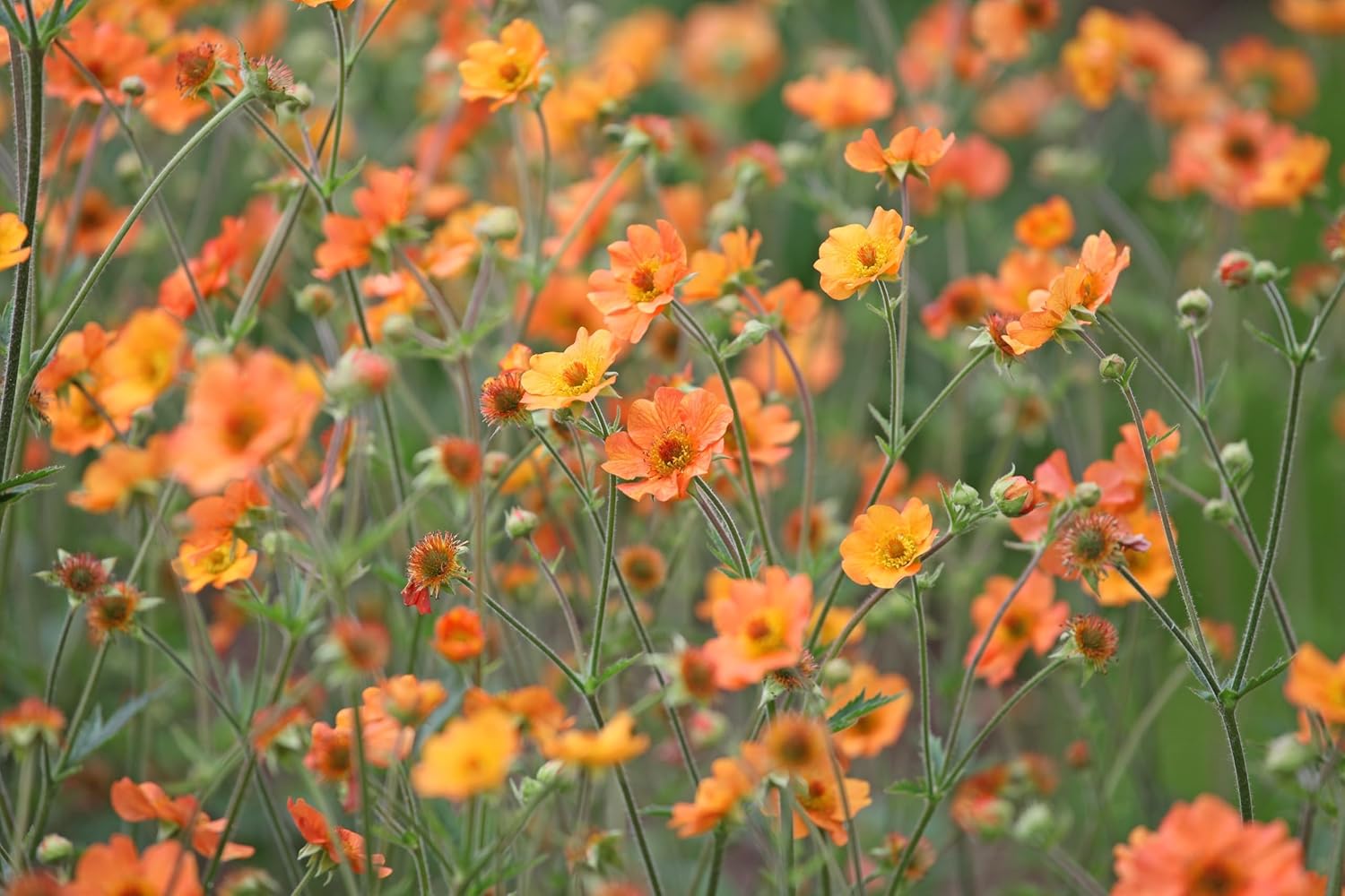 Geum chiloense 'Totally Tangerine' / Oranger Chilenische Nelkenwurz